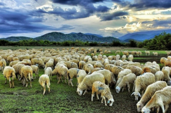 Cánh đồng cừu tựa châu Âu ở Ninh Thuận