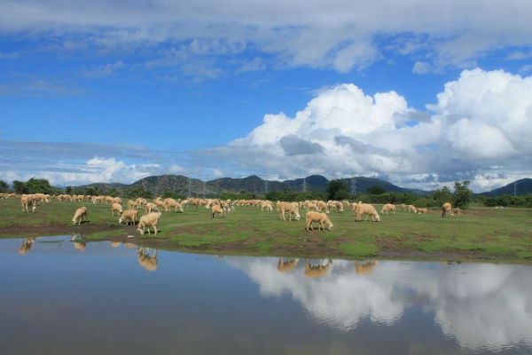 Cánh đồng cừu tựa châu Âu ở Ninh Thuận