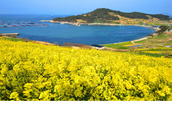 Đảo Cheongsando 