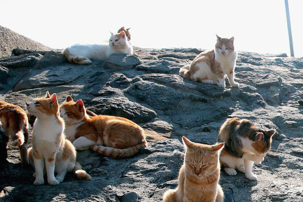đảo mèo ở Nhật Bản