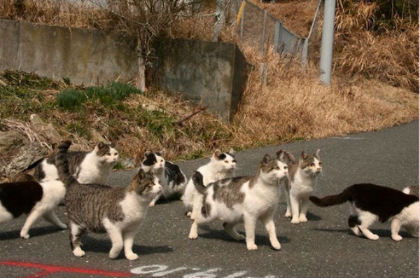 đảo mèo ở Nhật Bản