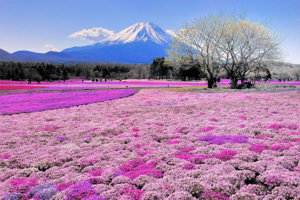 mùa hoa ở Mombetsu Nhật Bản