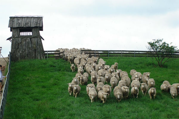 Trang trại cừu Deagwallyeong