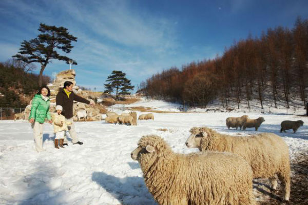 Trang trại cừu Deagwallyeong