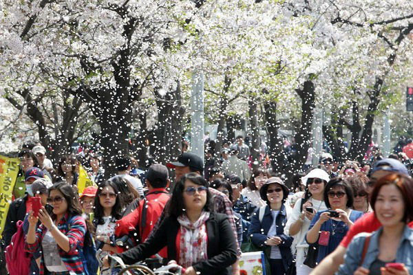 du lịch Hàn Quốc vào mùa xuân