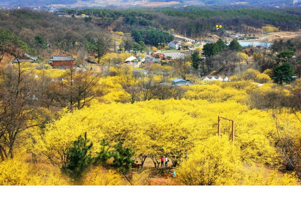  Mùa hoa Sơn thù duở Hàn Quốc