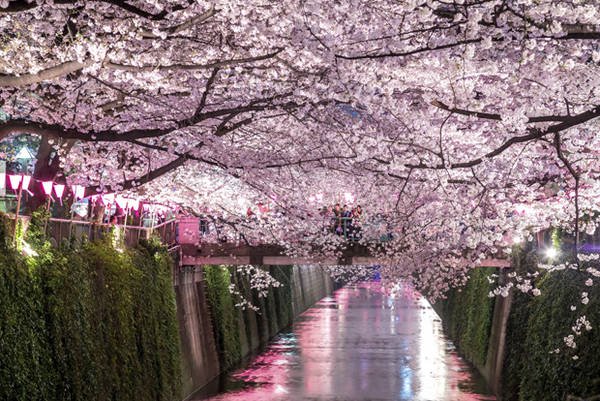 Nhật Bản mùa hoa anh đào