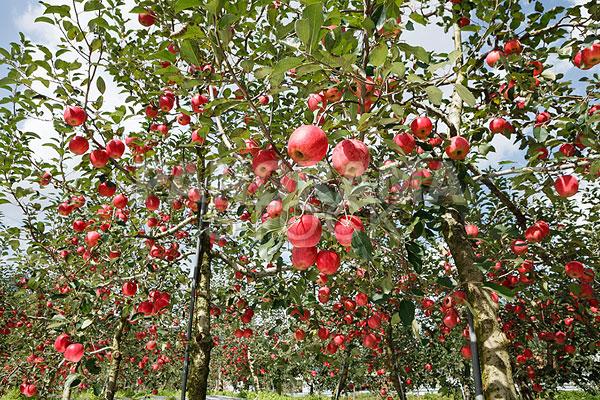 Trải nghiệm tự tay hái táo ở Hàn Quốc