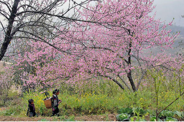 Hoa đào hoa mận ở Mai Châu