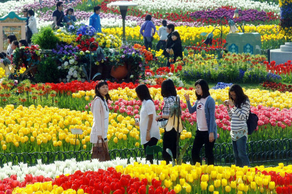 lễ hội hoa Tulip ở Hàn Quốc