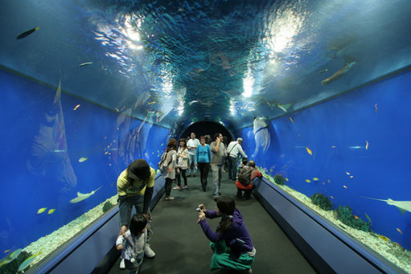 Thủy cung Osaka Aquarium Kaiyukan 