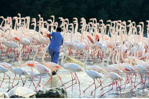 Khu bảo tồn động vật hoang dã Ras Al Khor ở Dubai.