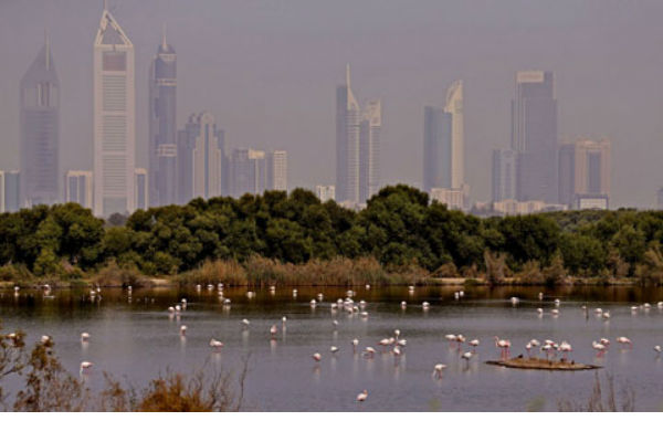 Khu bảo tồn động vật hoang dã Ras Al Khor ở Dubai.