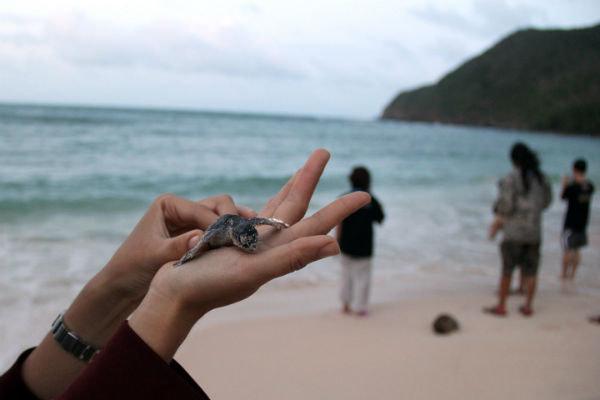 rùa đẻ trứng ở Côn Đảo