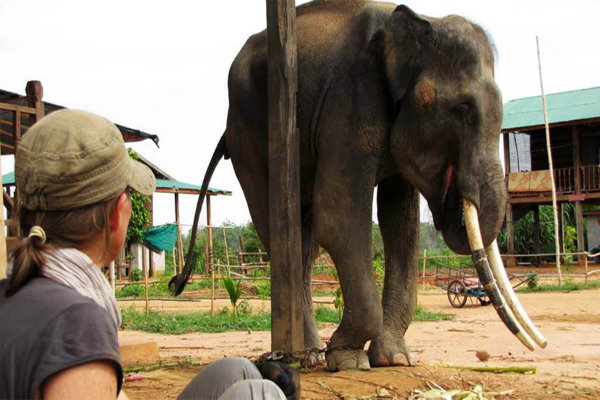 cưỡi voi ở Phuket