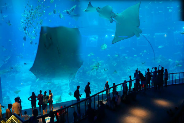 Thủy cung S.E.A  Aquarium Singapore