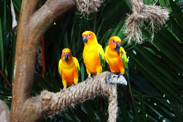 Vườn chim Jurong ở Singapore